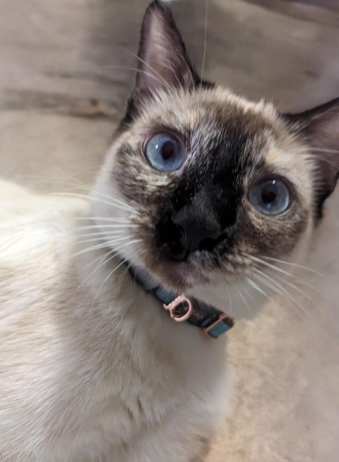 Rogz Urban Cat Safety Collar Small/Medium - Turquoise Moon - Image 2